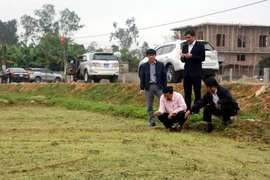 Ông Nguyễn Xuân Đường, Phó Bí thư Tỉnh ủy, Chủ tịch Ủy ban Nhân dân tỉnh cùng các lãnh đạo tỉnh kiểm tra đồng ruộng sáng mùng 4 Tết. (Ảnh: Tá Chuyên/Vietnam+)