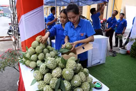 Dán tem truy xuất nguồn gốc xuất xứ cho sản phẩm na Chi Lăng. (Ảnh: Vũ Sinh/TTXVN)