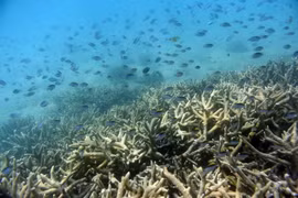 Rạn san hô Great Barrier ở Australia bị tẩy trắng. (Nguồn: EPA/TTXVN)