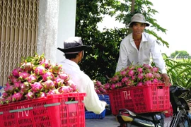 Chuyển thanh long đi tiêu thụ. (Ảnh: Nguyễn Thanh/TTXVN)