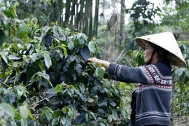 Một xã viên trong Hợp tác xã sản xuất càphê khu vực cao nguyên Boloven đang chăm sóc càphê tại vườn nhà. (Ảnh: Phạm Kiên/Vietnam+)