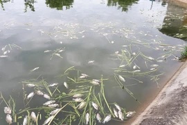 Cá chết nổi trắng mặt hồ. (Ảnh: Quang Thái/TTXVN)