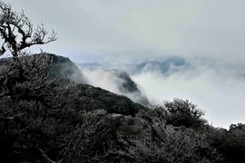 [Photo] Băng giá phủ trắng đỉnh núi Phia Oắc ở tỉnh Cao Bằng