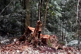 Kon Tum: Lâm tặc ngang nhiên mở lối phá rừng ở huyện Đăk Tô