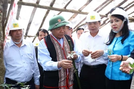 Thủ tướng Nguyễn Xuân Phúc thăm vườn sâm của Công ty cổ phần sâm Ngọc Linh. (Ảnh: Thống Nhất/TTXVN)