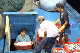Đưa cá vào hầm đông lạnh trên tàu xa bờ của tỉnh Bình Thuận. (Ảnh: Nguyễn Thanh/TTXVN)