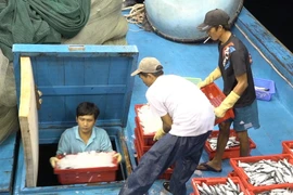 Đưa cá vào hầm đông lạnh trên tàu xa bờ của tỉnh Bình Thuận. (Ảnh: Nguyễn Thanh/TTXVN)
