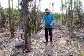 Nông dân xã Bình Trung, huyện Châu, thu gom rễ tiêu chết bán cho thương lái xuất đi Trung Quốc. (Ảnh: Hoàng Nhị/TTXVN)