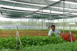 Sản xuất rau sạch trong nhà kính tại khu nông nghiệp công nghệ cao ở Bình Phước. (Ảnh: Nguyên Lý/TTXVN)