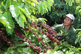 Thu hái càphê. (Ảnh: Vũ Sinh/TTXVN)