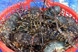 Tôm hùm nuôi tại vùng biển Sông cầu, tỉnh Phú Yên đạt chất lượng xuất khẩu. (Ảnh: Tiên Minh/TTXVN)