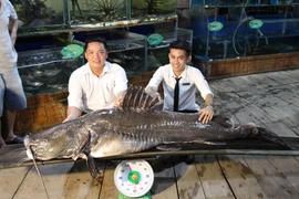 Con cá lăng dài hơn 2,2m, đường kính 1,1m, nặng hơn 100kg. (Ảnh: Chương Đài/TTXVN)