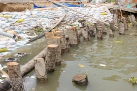 Điểm sạt lở ở khu vực Thới Lợi, phường Thới An, quận Ô Môn được người dân góp tiền đóng cừ dừa gia cố tạm thời. (Ảnh: Thanh Liêm/TTXVN)