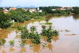 Nhiều diện tích trồng rau màu của người dân xã Hà Thạch, thị xã Phú Thọ bị ngập úng. (Ảnh: Trung Kiên/TTXVN)
