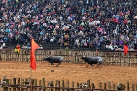 Thi đấu trong Hội chọi trâu Phù Ninh năm 2018. (Ảnh: Trung Kiên/TTXVN)