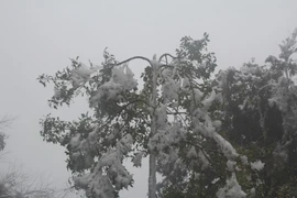 Băng giá trên đỉnh Trống Páo Sang, xã La Pán Tẩn, huyện Mù Cang Chải, Yên Bái. (Ảnh: Đỗ Tuấn Anh/TTXVN)