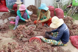 Giá củ hành tím giảm sâu và sản lượng thấp, người nông dân gặp nhiều khó khăn. (Ảnh: Nguyễn Thành/TTXVN)