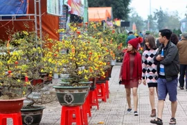 Người dân chọn mua hoa, cây cảnh. (Ảnh: Thanh Tùng/TTXVN)