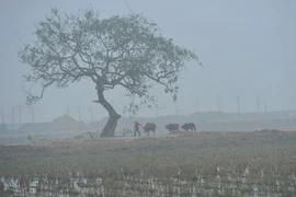 Sương mù mờ ảo tạo khung cảnh tuyệt đẹp tại Tràng An, Ninh Bình. (Ảnh: Minh Đức/TTXVN)