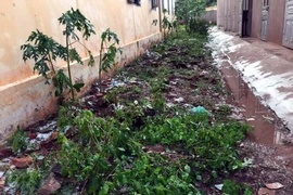 Rau màu hư hại vì mưa đá. (Ảnh minh họa. Nguồn: TTXVN)