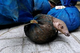 Tang vật một vụ vận chuyển động vật hoang dã trái phép. (Nguồn: TTXVN)