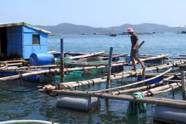 Một bè nuôi tôm hùm với gần 50 lồng nuôi khoảng 3.000 con từ 3 đến 10 tháng tuổi của hộ anh Lê Minh Khang trong vịnh Xuân Đài, tỉnh Khánh Hòa. (Ảnh: Thế Lập/TTXVN)