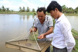 Kiểm tra chất lượng tôm trong ao nuôi. (Ảnh: Huỳnh Phúc Hậu/TTXVN)