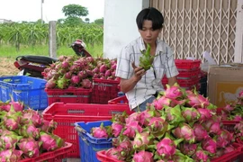 Phân loại thanh long. (Nguồn: TTXVN)