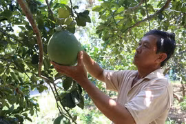 Bưởi da xanh được Cục Sở hữu trí tuệ, Bộ Khoa học và Công nghệ cấp giấy chứng nhận đăng ký chỉ dẫn địa lý. (Ảnh: Huỳnh Phúc Hậu/TTXVN)