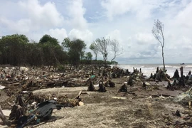 Nhiều đoạn rừng phòng hộ bị mất trắng do xâm thực, chỉ còn lại những gốc cây trơ chọi. (Ảnh: Nam Thái/TTXVN)