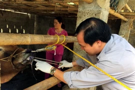 Lấy mẫu bệnh phẩm trên đàn bò bị bệnh để kiểm tra. (Ảnh: Bùi Đức Hiếu/TTXVN)