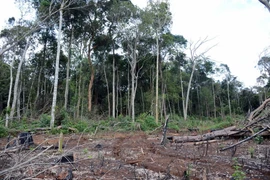 Nhiều diện tích đất rừng trên lâm phần giao cho Hợp tác xã Hợp Tiến bị đánh giá là... không có rừng. (Ảnh: Hưng Thịnh/TTXVN)