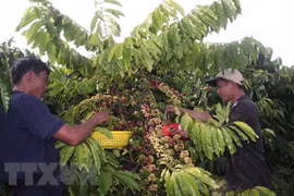 Thu hoạch càphê. (Ảnh: Đặng Tuấn/TTXVN)