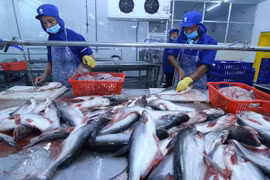 Chế biến cá tra xuất khẩu tại nhà máy của Công ty trách nhiệm hữu hạn Công nghiệp thủy sản Miền Nam. (Ảnh: Vũ Sinh/TTXVN)