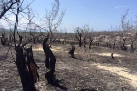Khu vực rừng phi lao phòng hộ ven biển tại Mỹ An bị cháy. (Ảnh: Phạm Kha/TTXVN)