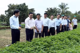 Phó Thủ tướng Vương Đình Huệ thăm mô hình trồng rau sạch của gia đình ông Lê Minh Điều tại Đội 5, xã Thanh Hưng, huyện Điện Biên. (Ảnh: Phan Tuấn Anh/TTXVN)
