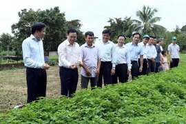 Phó Thủ tướng Vương Đình Huệ thăm mô hình trồng rau sạch của gia đình ông Lê Minh Điều tại Đội 5, xã Thanh Hưng, huyện Điện Biên. (Ảnh: Phan Tuấn Anh/TTXVN)
