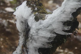 (Ảnh: Đỗ Tuấn Anh/TTXVN)