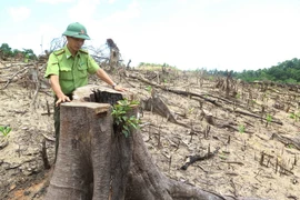 Những gốc cây lớn bị lâm tặc đốn hạ. (Ảnh: Nguyên Linh/TTXVN)