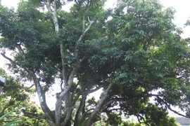 Cây vải tổ tại thôn Thúy Lâm. (Ảnh: Mạnh Minh/TTXVN)