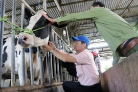 Bác sỹ, chuyên gia đầu ngành thú y Hoàng Xuân Nghinh từ Hà Nội vào hỗ trợ điều trị đàn bò sữa Lâm Đồng. (Ảnh: Chu Quốc Hùng/TTXVN)