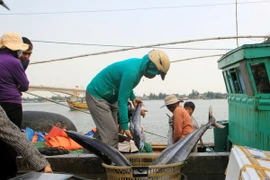 Thương lái thu mua cá tại Cảng cá Nam Cửa Việt. (Ảnh: Thanh Thủy/TTXVN)