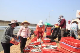 Thương lái thu mua cá tại Cảng cá Cửa Tùng. (Ảnh: Thanh Thủy/TTXVN)
