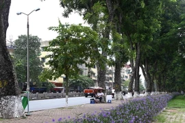 Hàng cây xà cừ trên đường Kim Mã. (Ảnh: Minh Quyết/TTXVN)