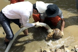 (Ảnh minh họa: Minh Đức/TTXVN)