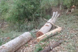 (Ảnh minh họa: Hoài Nam/TTXVN)