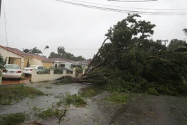Cây bị quật đổ sau khi bão Irma đổ bộ vào Miami, Florida ngày 10/9. (Nguồn: AFP/TTXVN)