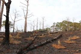 (Ảnh minh họa: Hưng Thịnh/TTXVN)