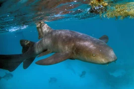 Cá mập sống tại rạn san hô ở Khu bảo tồn biển Hol Chan, Ambergris Cay, Belize, Mỹ, ngày 7/6/2018. (Ảnh: AFP/TTXVN)