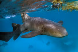 Cá mập sống tại rạn san hô ở Khu bảo tồn biển Hol Chan, Ambergris Cay, Belize, Mỹ, ngày 7/6/2018. (Ảnh: AFP/TTXVN)